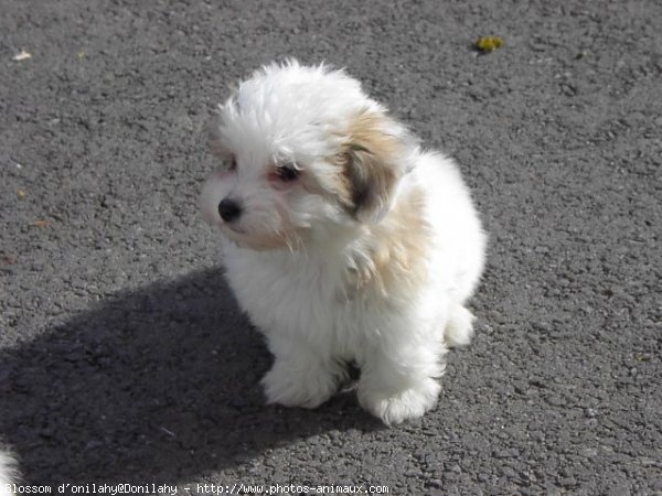 Photo de Coton de tulear