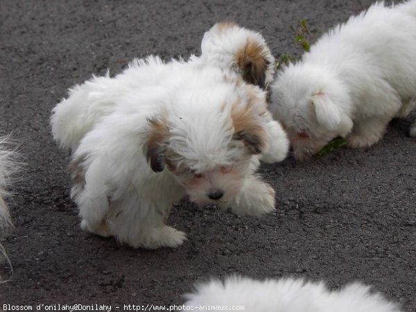 Photo de Coton de tulear