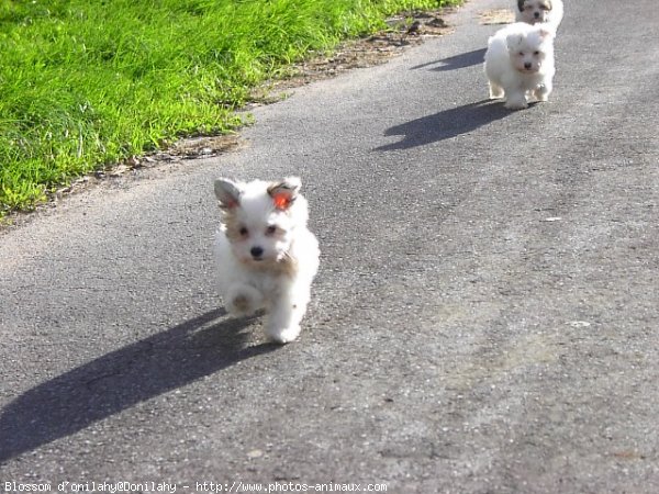 Photo de Coton de tulear