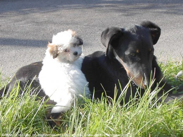 Photo de Coton de tulear