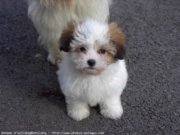 Photo de Coton de tulear