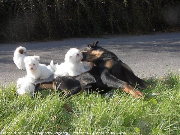 Photo de Coton de tulear