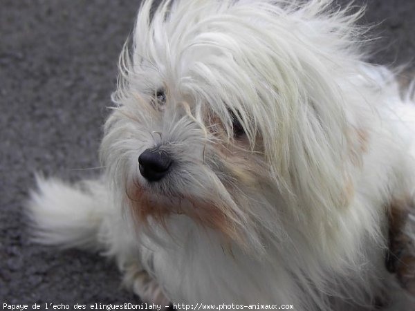 Photo de Coton de tulear