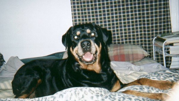 Photo de Rottweiler