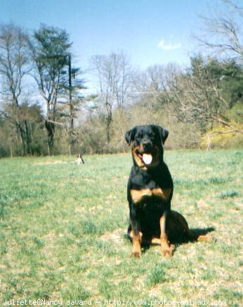 Photo de Rottweiler