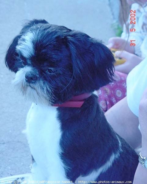 Photo de Shih tzu