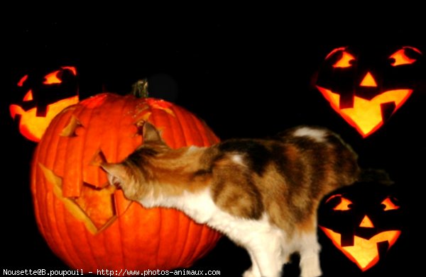 Photo de Chat domestique