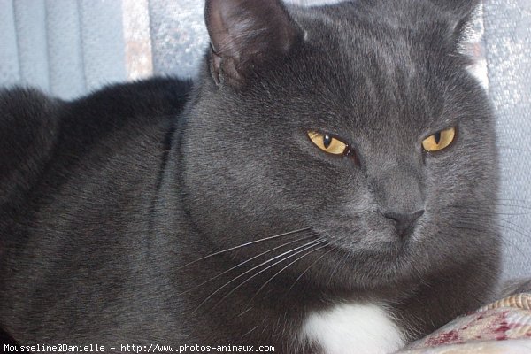 Photo de Chartreux