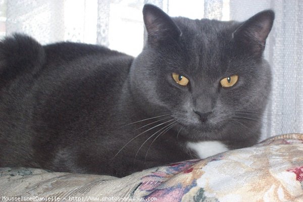 Photo de Chartreux