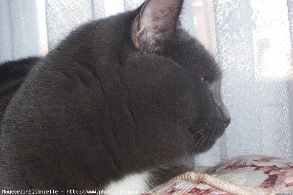 Photo de Chartreux