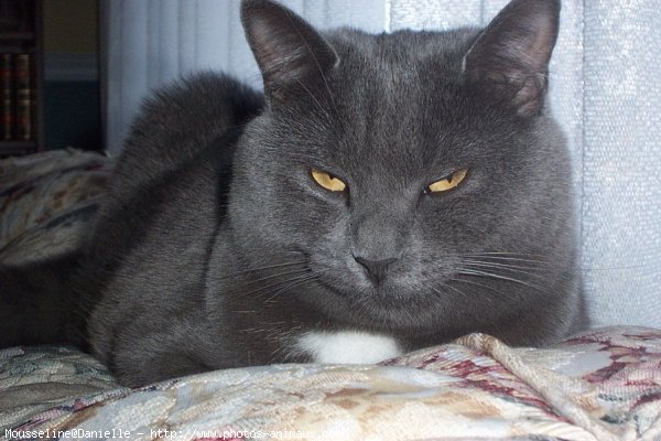 Photo de Chartreux