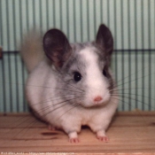 Photo de Chinchilla