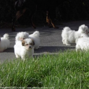 Photo de Coton de tulear