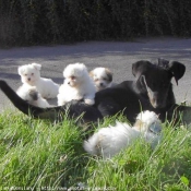 Photo de Coton de tulear