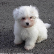 Photo de Coton de tulear