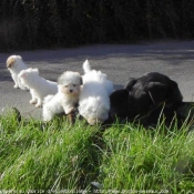 Photo de Coton de tulear