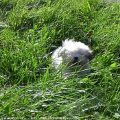 Photo de Coton de tulear