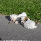 Photo de Coton de tulear