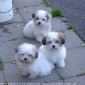 Photo de Coton de tulear