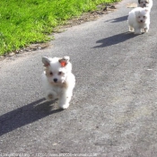 Photo de Coton de tulear