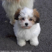 Photo de Coton de tulear