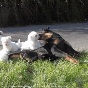 Photo de Coton de tulear