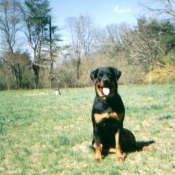 Photo de Rottweiler