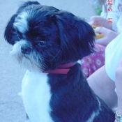 Photo de Shih tzu