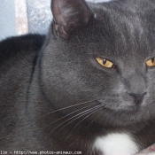 Photo de Chartreux