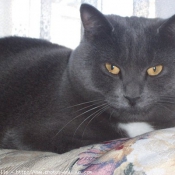 Photo de Chartreux