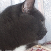 Photo de Chartreux