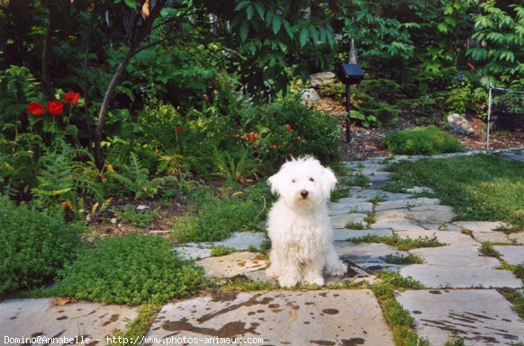 Photo de Bichon maltais