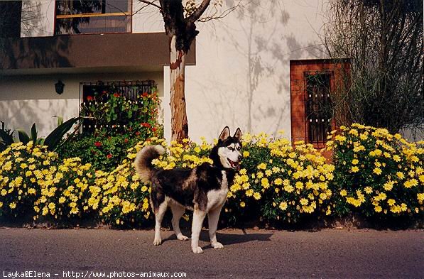 Photo de Husky siberien