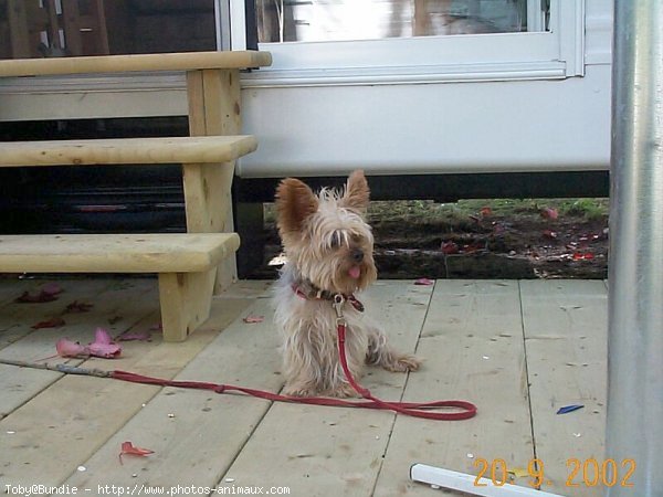 Photo de Yorkshire terrier