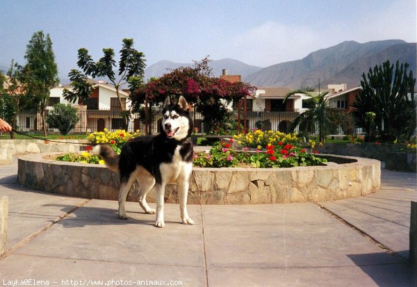 Photo de Husky siberien