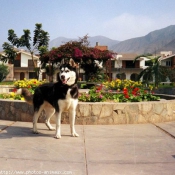 Photo de Husky siberien