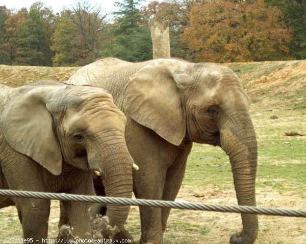 Photo d'Elphant d'afrique