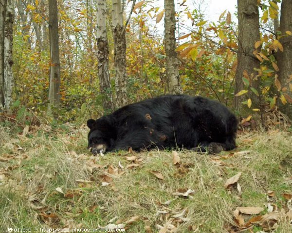 Photo d'Ours