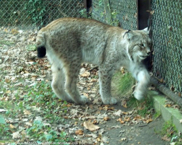 Photo de Lynx