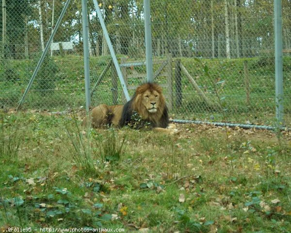 Photo de Lion