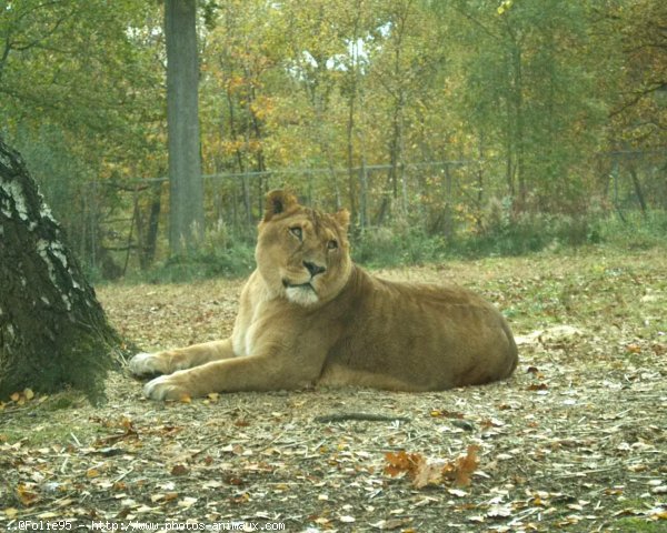 Photo de Lion