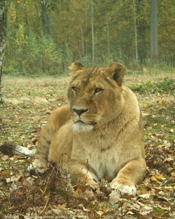 Photo de Lion