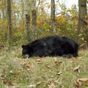 Photo d'Ours