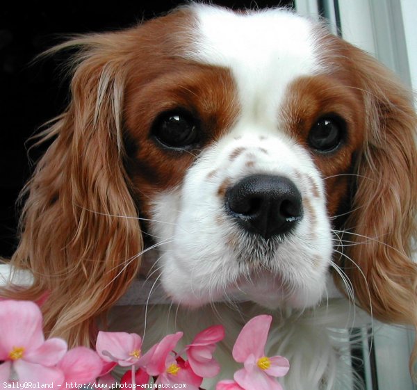 Photo de Cavalier king charles spaniel