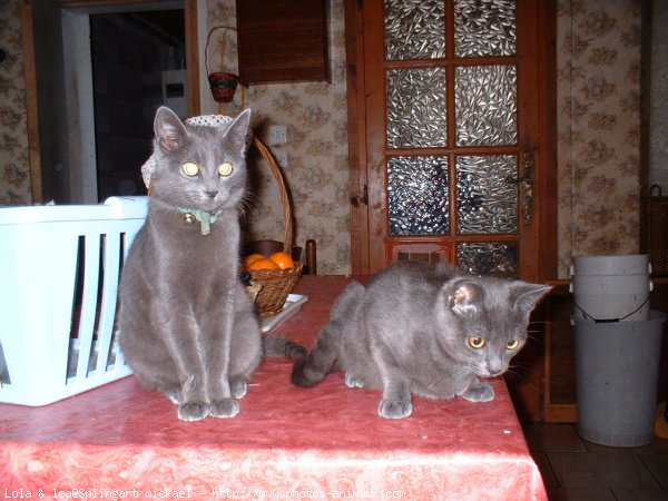 Photo de British shorthair