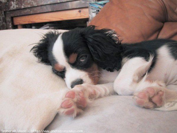 Photo de Cavalier king charles spaniel