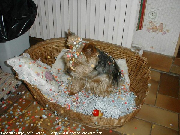 Photo de Yorkshire terrier