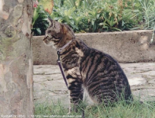 Photo de Chat domestique