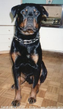 Photo de Rottweiler