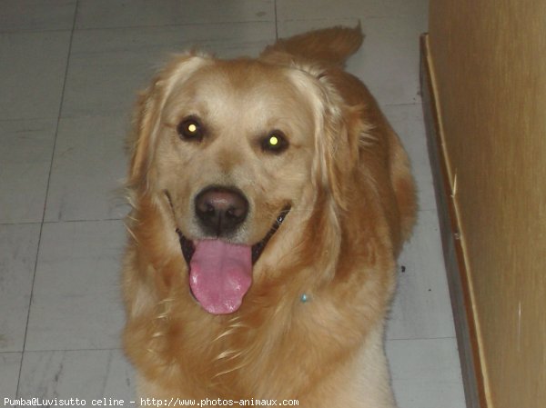 Photo de Golden retriever